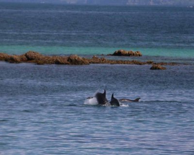 A RARE APPEARANCE OF DOLPHINS GREET OUR ARRIVAL