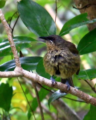 BELLBIRD