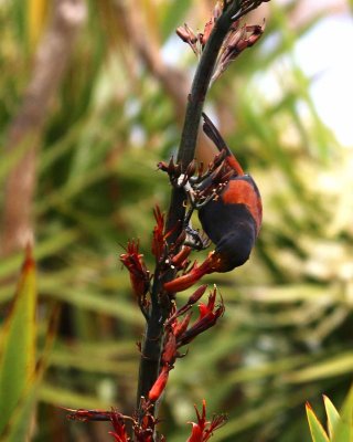 SADDLEBACK (TIEKE) - HOW THEY GET THE POLLEN SMUDGE ON THEIR CROWN