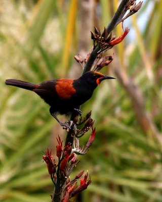 SADDLEBACK (TIEKE) ON FLAX PLANT (HARAKEKE)