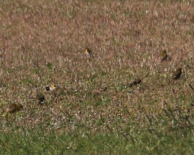 GOLDFINCH (?) IN WITH ?