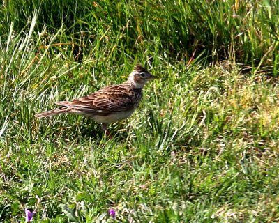 EURASIAN SKYLARK