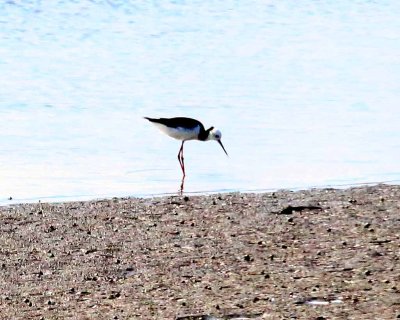 PIED STILT