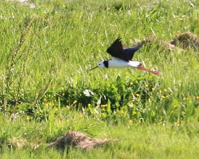 PIED STILT