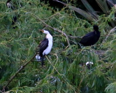 PIED SHAG