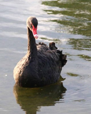 BLACK SWAN