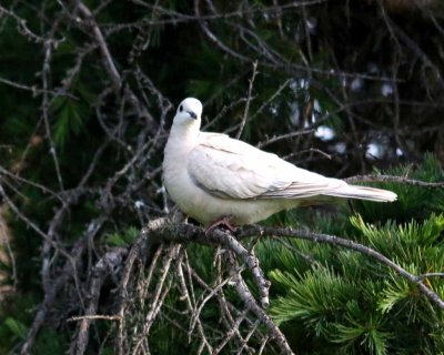 BARBARY DOVE
