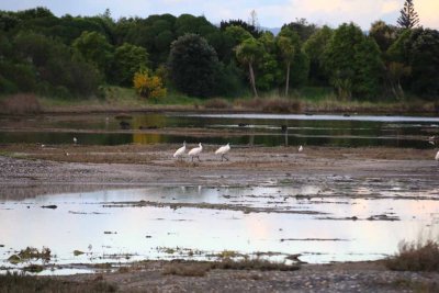 ROYAL SPOONBILL