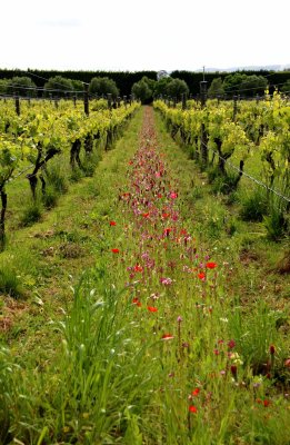 ROW CROPS TO CONTROL INSECTS ORGANICALLY