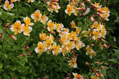 UPTON OAKS GARDEN
