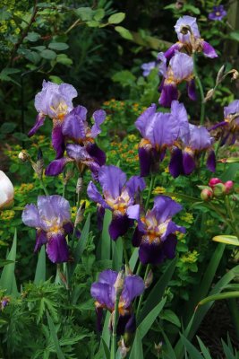 UPTON OAKS GARDEN