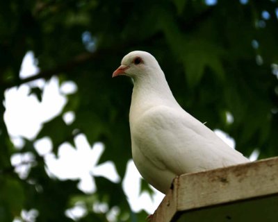 BARBARY DOVE ??