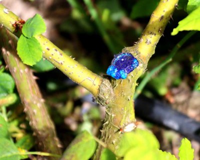 PRUNING SALVE