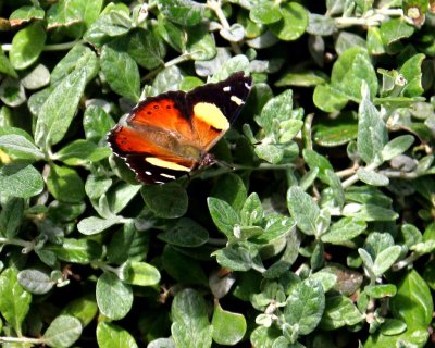 YELLOW ADMIRAL