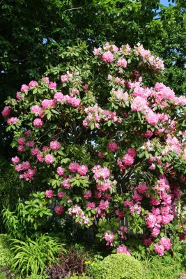 UPTON OAKS GARDEN