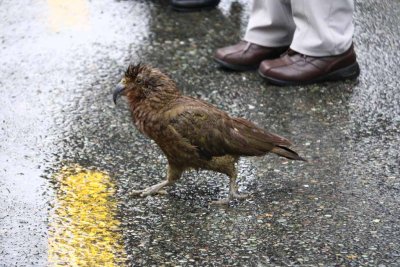 KEA