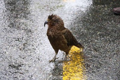 KEA