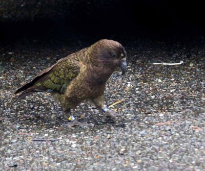 KEA
