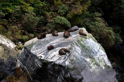 NZ FUR SEALS