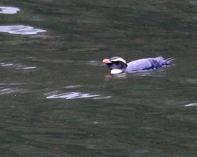 FJORD CRESTED PENGUIN