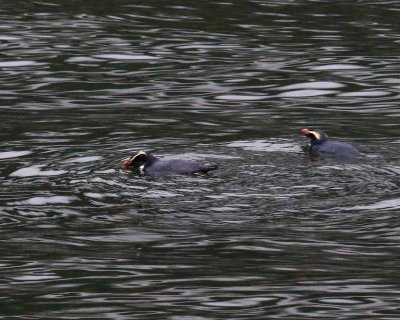 FJORD CRESTED PENGUIN