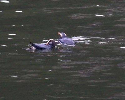 FJORD CRESTED PENGUIN