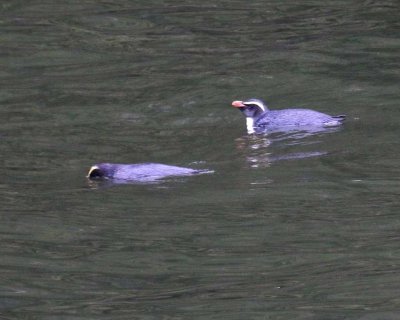 FJORD CRESTED PENGUIN