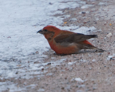 Red Crossbill (Loxia curvirostra)