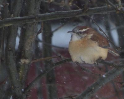 Carolina Wren (Thryothorus ludovicianus)