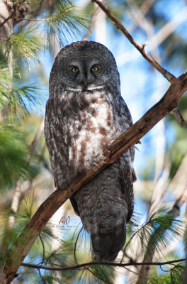 Great Gray Owl (Strix nebulosa) 