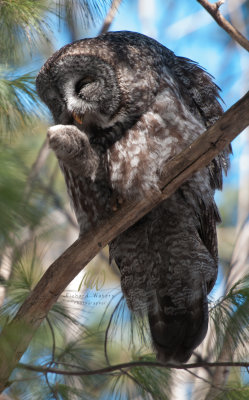 Great Gray Owl (Strix nebulosa) 