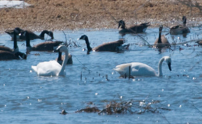 Tundra Swans (Cygnus columbianus)