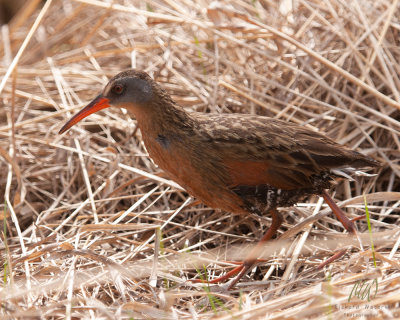 Virginia Rail (Rallus limicola)