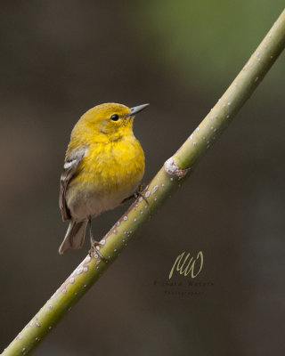 Pine Warbler (Setophaga pinus)