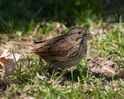 Lincoln's sparrow (Melospiza lincolnii)