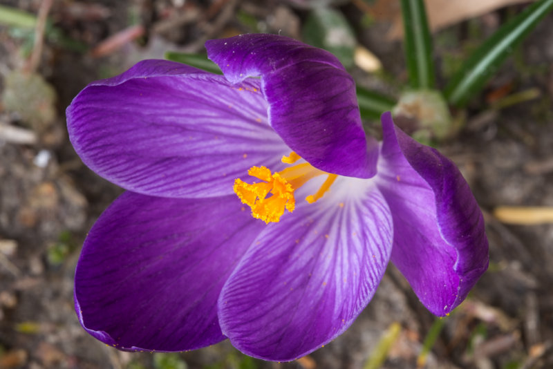 Flower Crocus Close-0160.jpg
