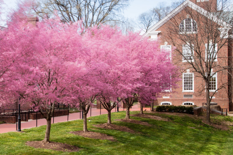 CherryBlossom3-0189.jpg