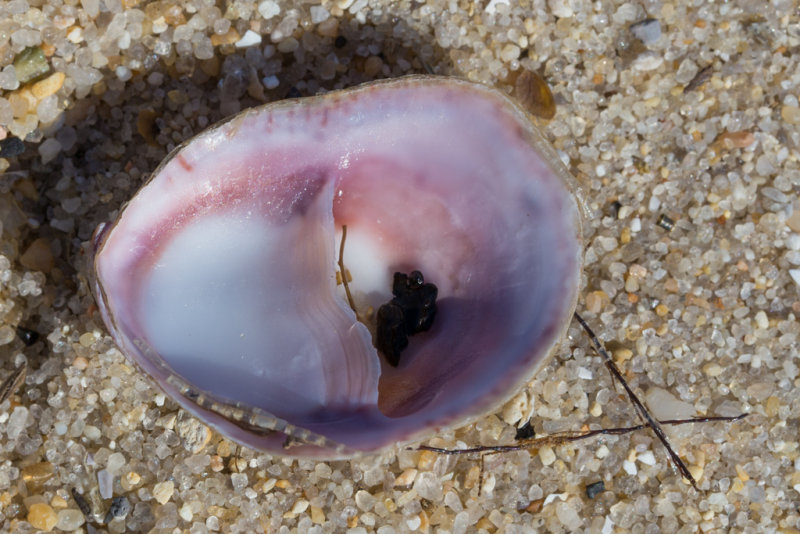Shell-0345.jpg
