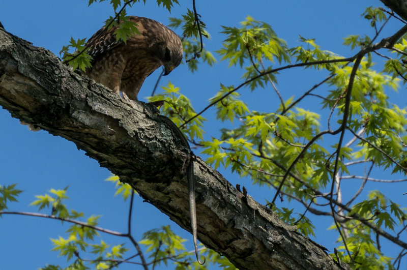 Hawk and Snake 1-8074.jpg
