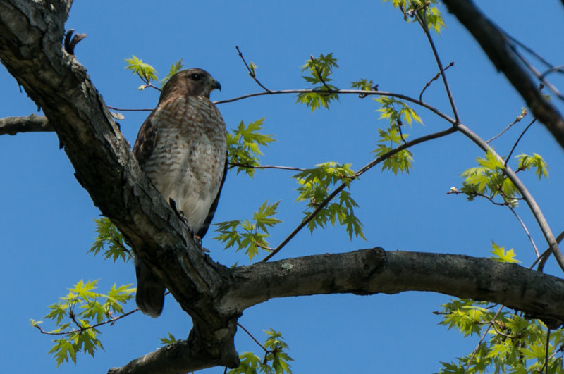 Mrs. Hawk-8081.jpg