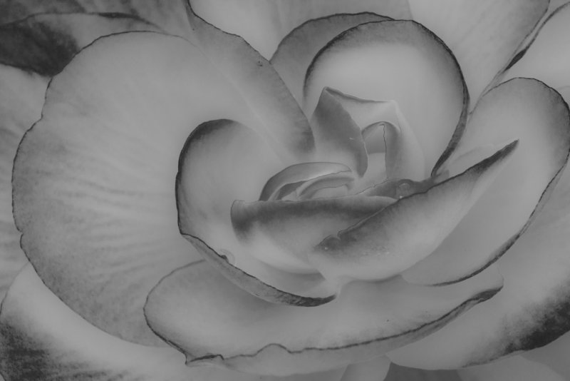 MoreBegoniaExplorationB&W-8199.jpg