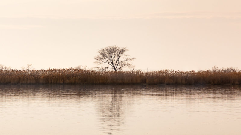 Eastern Neck another Tree another River-4191.jpg