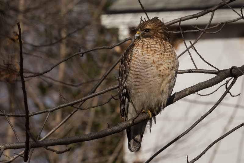 Backyard Hawk-4423.jpg