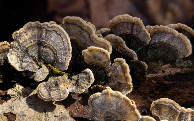 Macro 1-4564.jpg