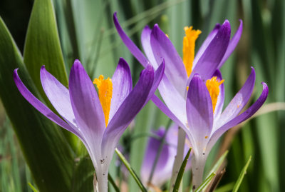 Flower Crocus 1-0177.jpg