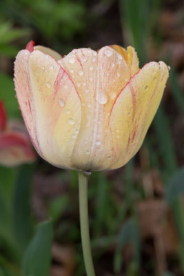  A Tulip-0450.jpg