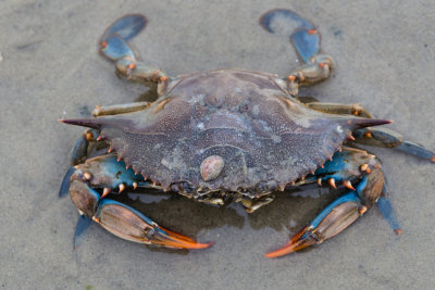 Crab-0731.jpg