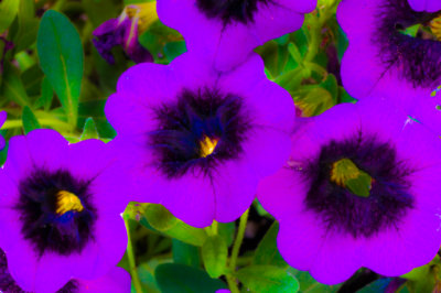 PurplePaintedFlowers-8210.jpg