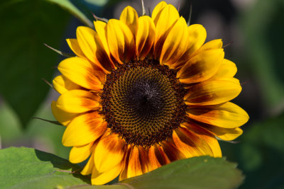 Sunflower-1681.jpg