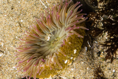 another anemone-3348.jpg